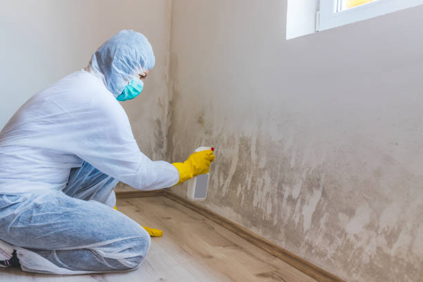 Licensed Basement Mold Remediation service in Presidio, TX - 24 Hour Mold Removal