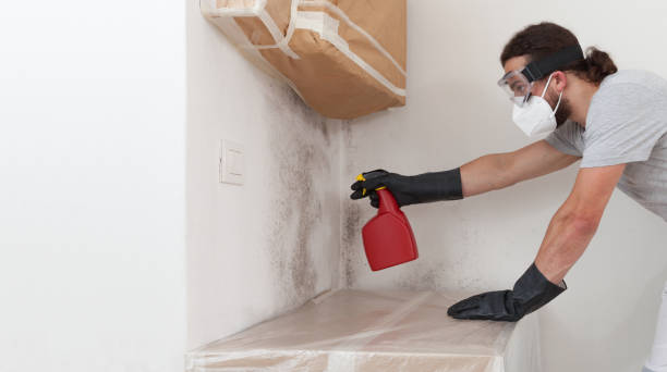 Professional Basement Mold Remediation technician working in Presidio, TX
