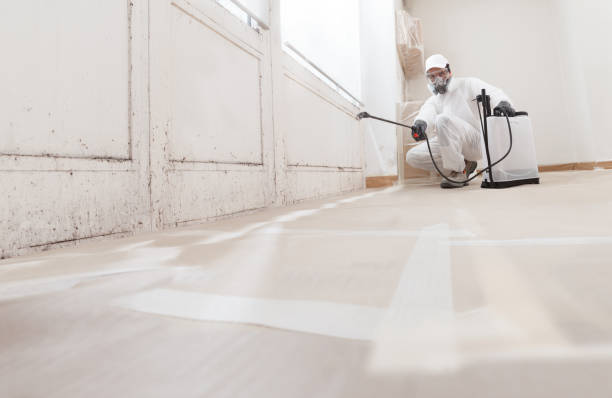 24/7 Emergency Basement Mold Remediation experts in Presidio, TX