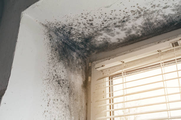 Affordable Basement Mold Remediation solutions in Presidio, TX