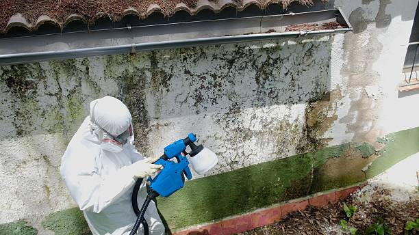 Top rated local Basement Mold Remediation specialists in Presidio, TX
